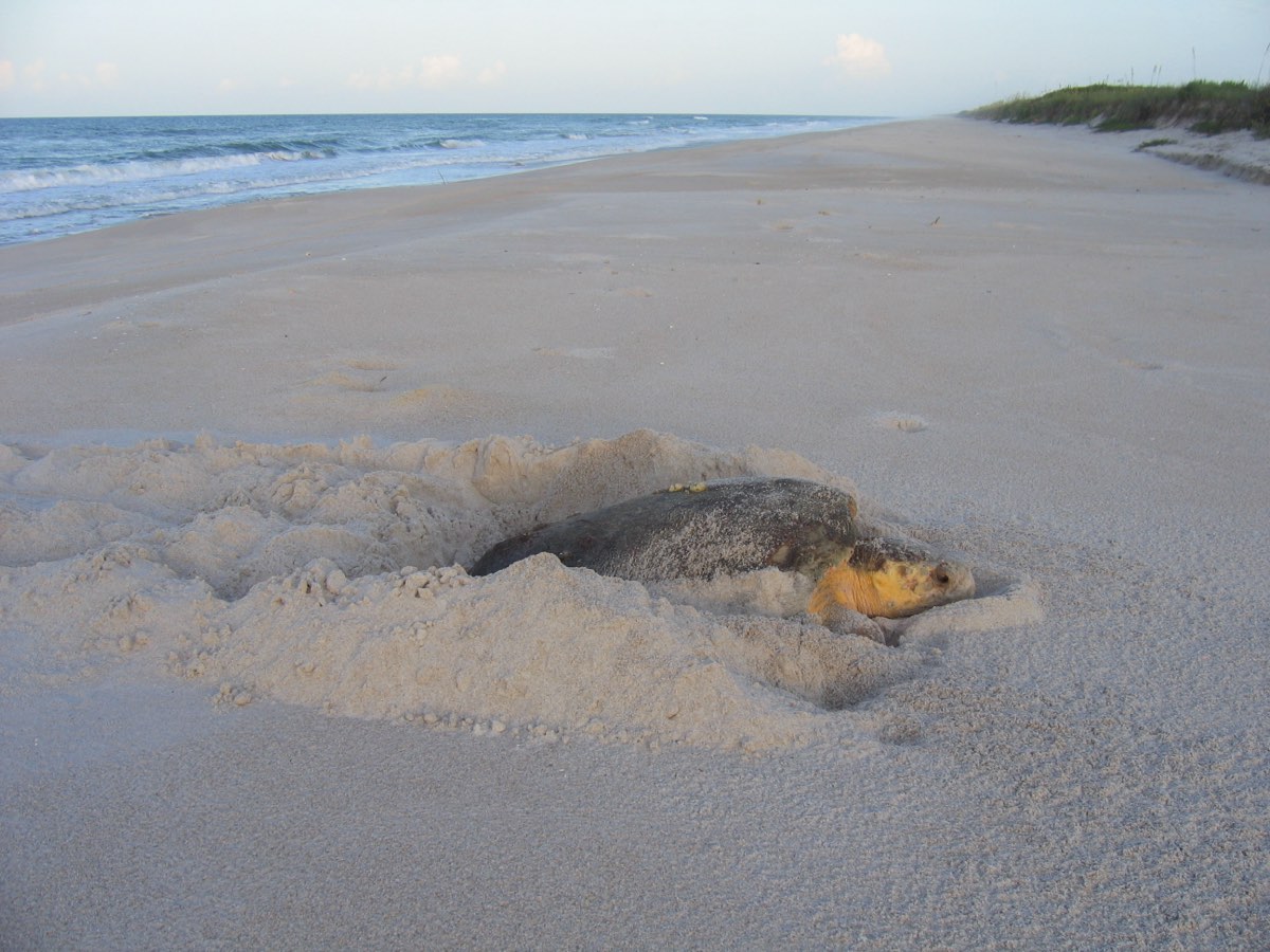 A loggerhead sea turtle nesting on the sand
