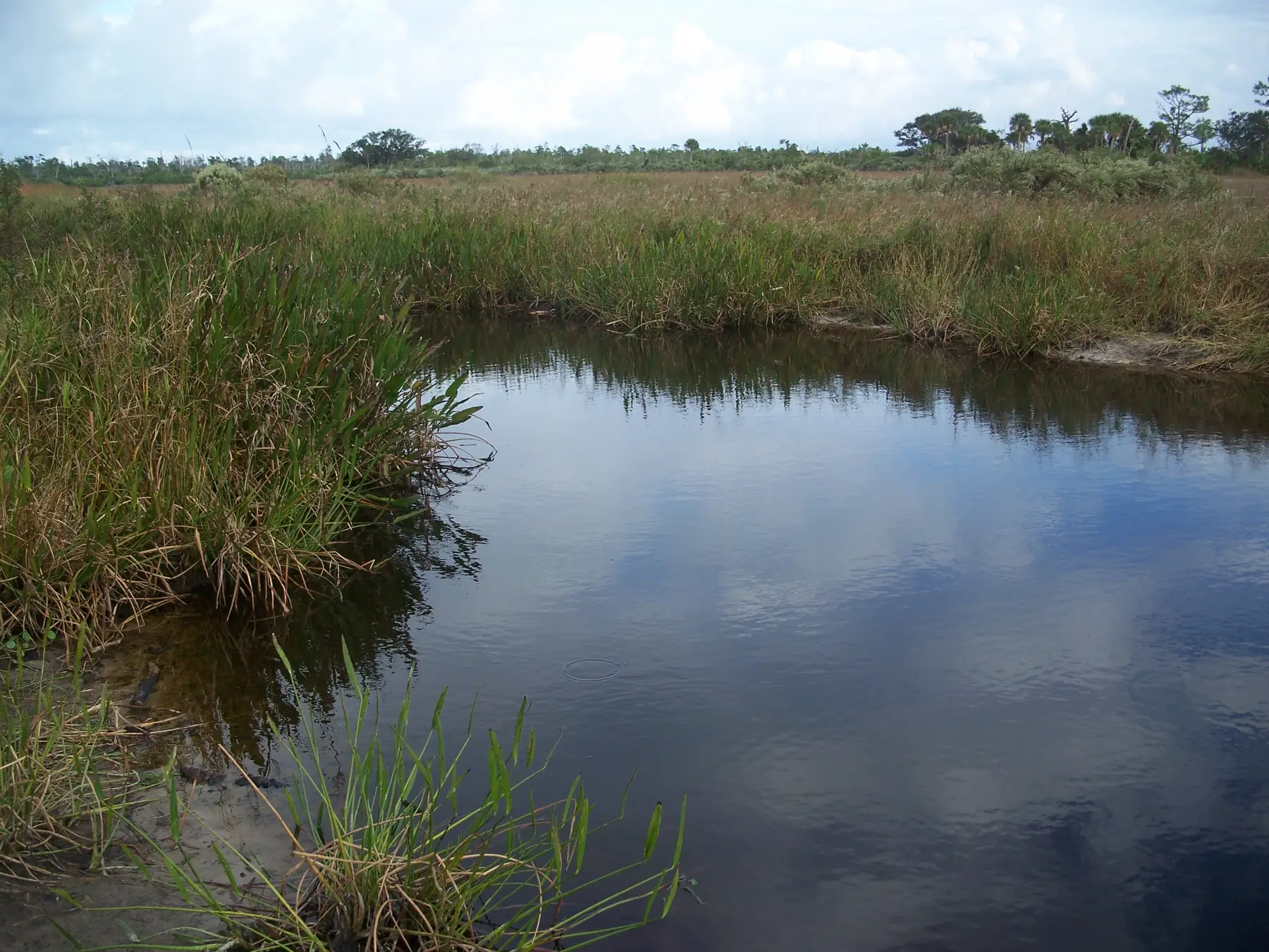 Freshwater marsh and open sky at Savannas Preserve State Park